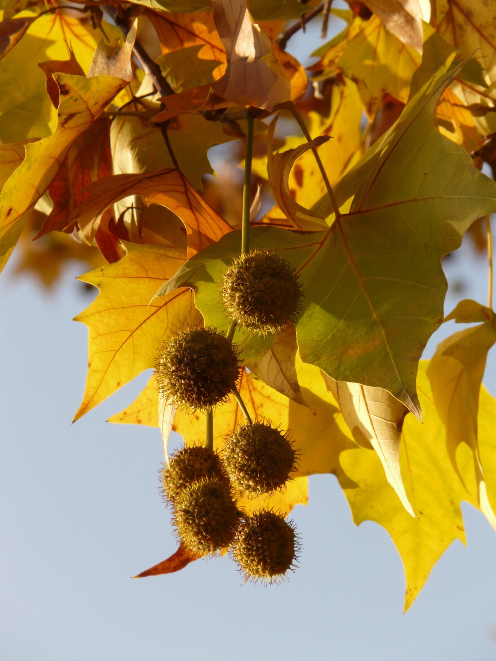 plataan-platanus-hispanica-kopen-gratis-levering