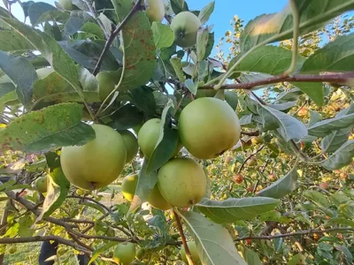 appelboom de bomenwinkel