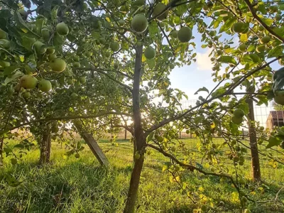 volwassen appelboom de bomenwinkel