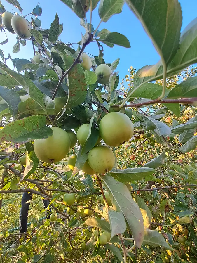 appelboom de bomenwinkel