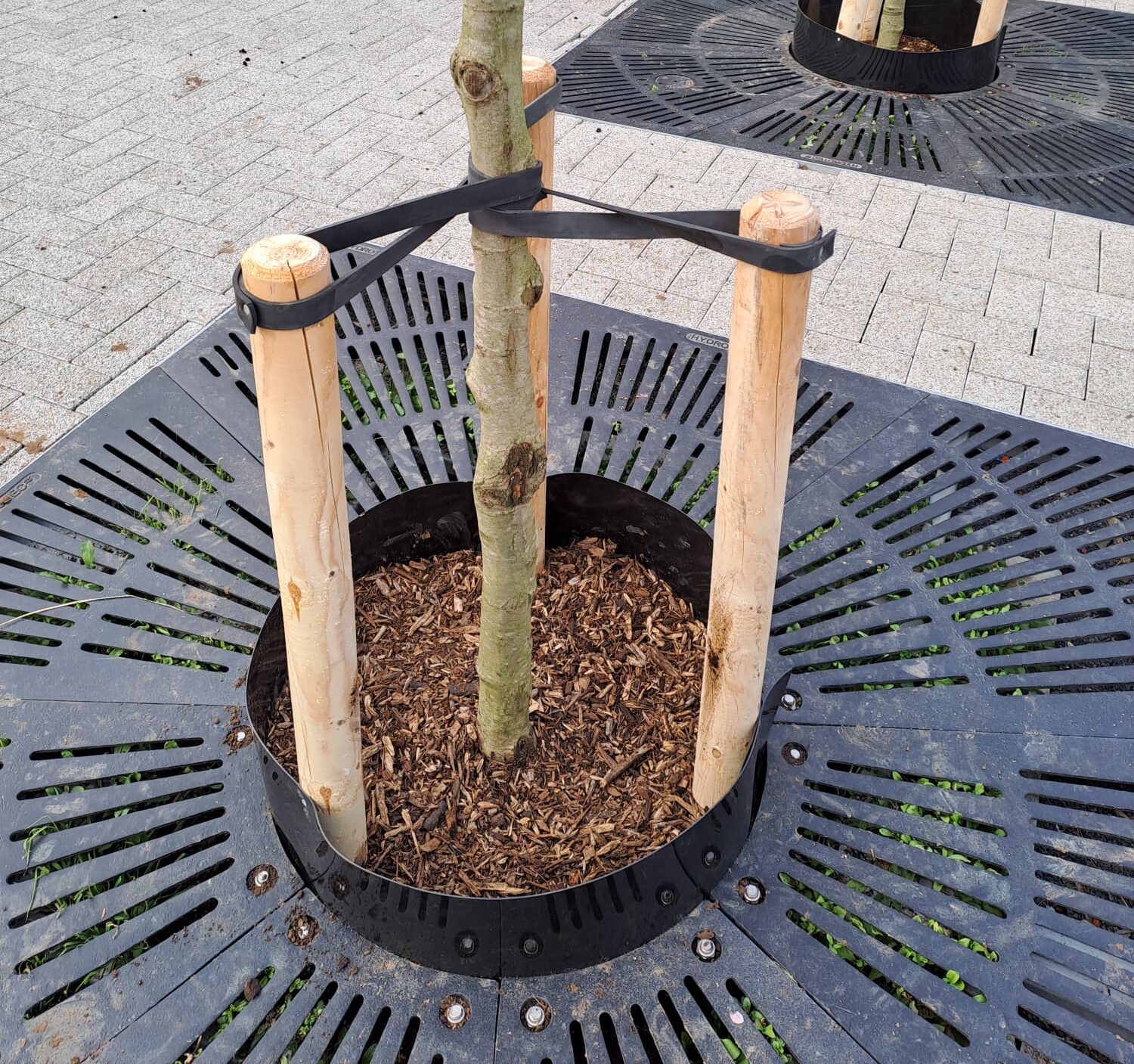 Aanplantpakket en -service WhatsApp Image 2025 02 17 at 18.39.52 e1739814144604